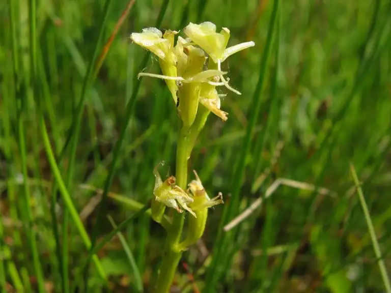 Mygblomst. Arkivfoto: Wikimedia, Kristian Peters 