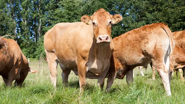 Økologiske køer på græs